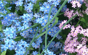 3_8_4_16_6_10_19_31_priroda.PNG